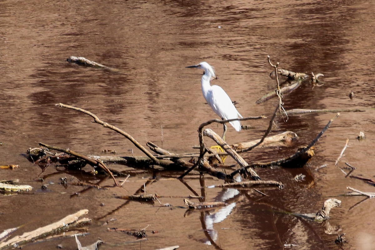 Snowy Egret - ML524997541