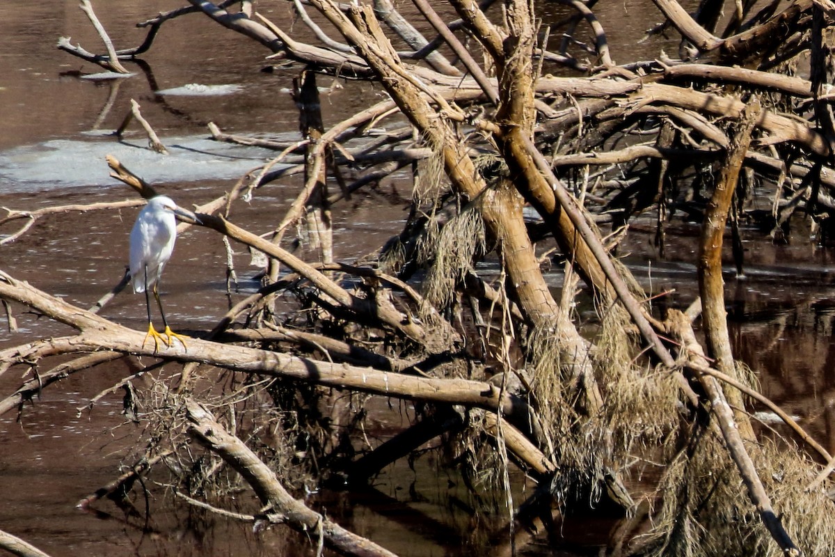 Snowy Egret - ML524997551