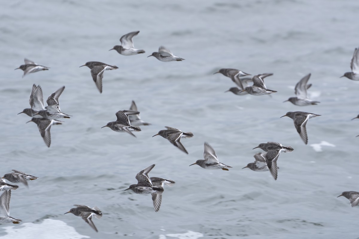 Purple Sandpiper - Kara Zanni