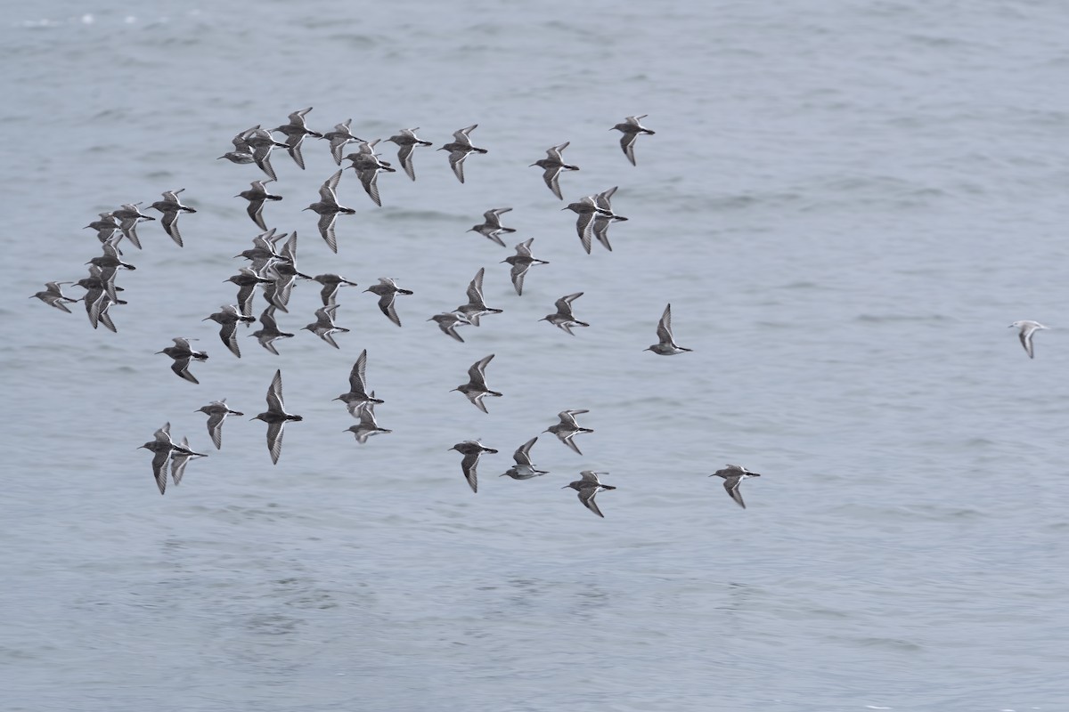 Purple Sandpiper - ML524997721