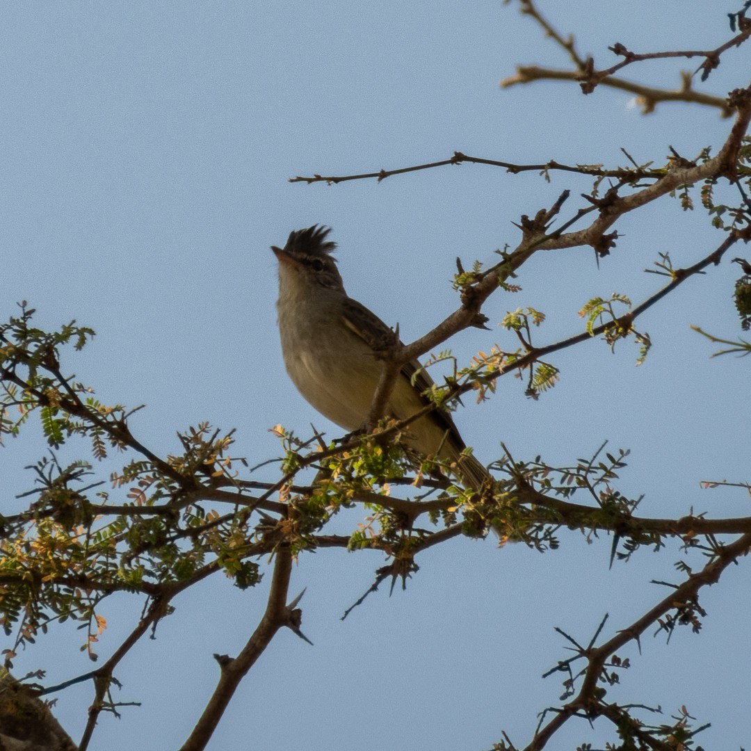 Gray-and-white Tyrannulet - ML524998121