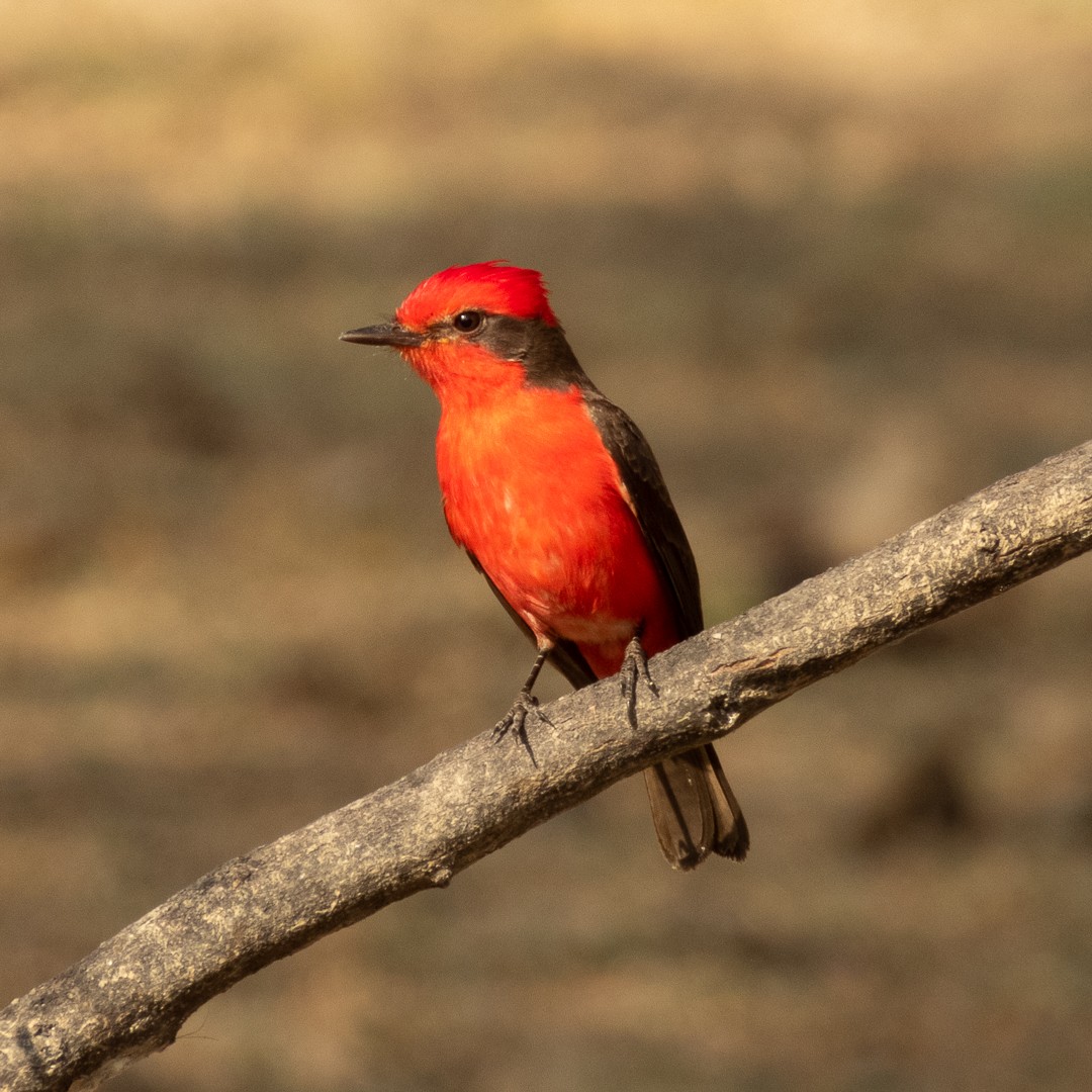 Vermilion Flycatcher - ML524998141