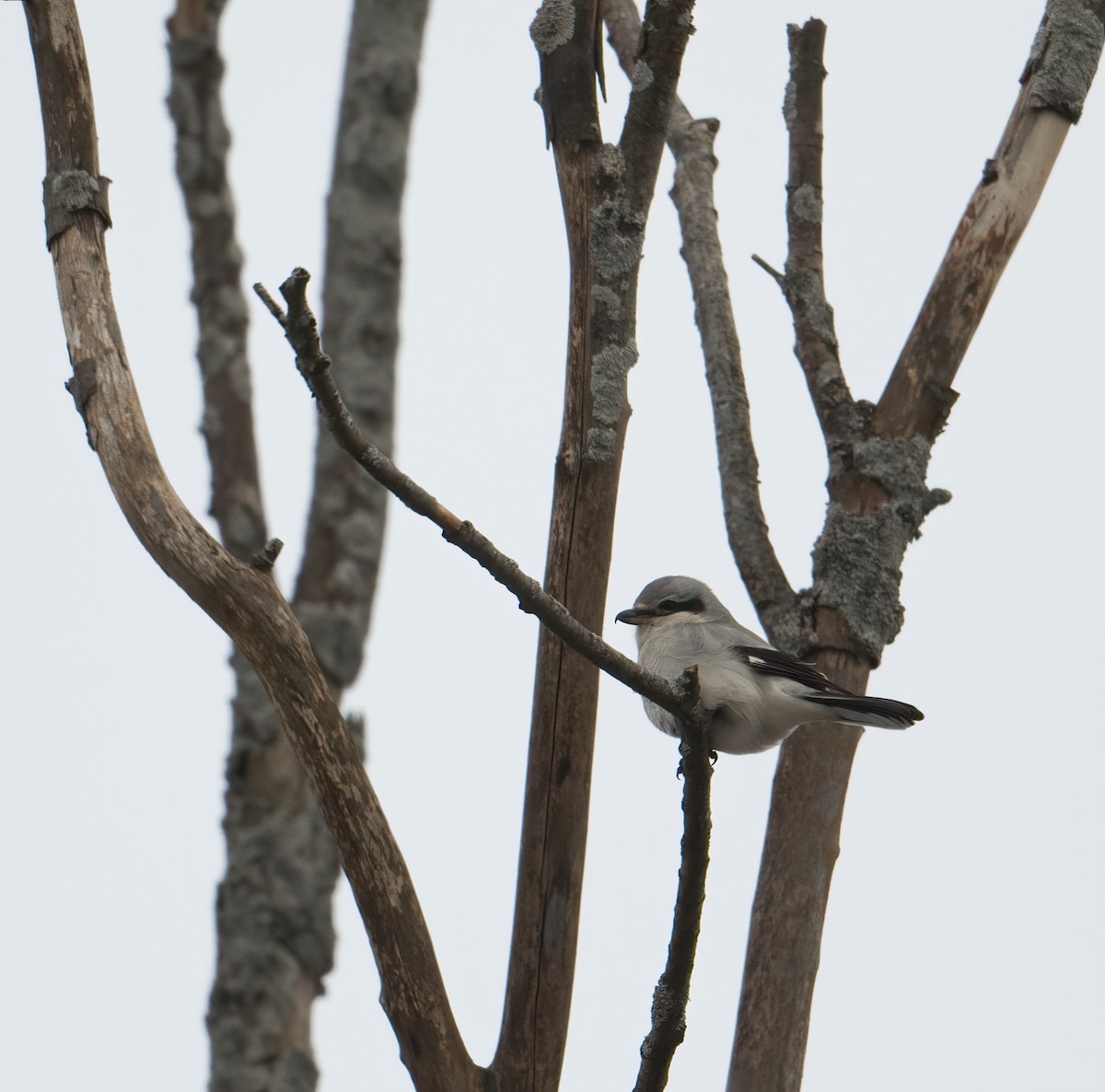 Northern Shrike - Brian Zylich