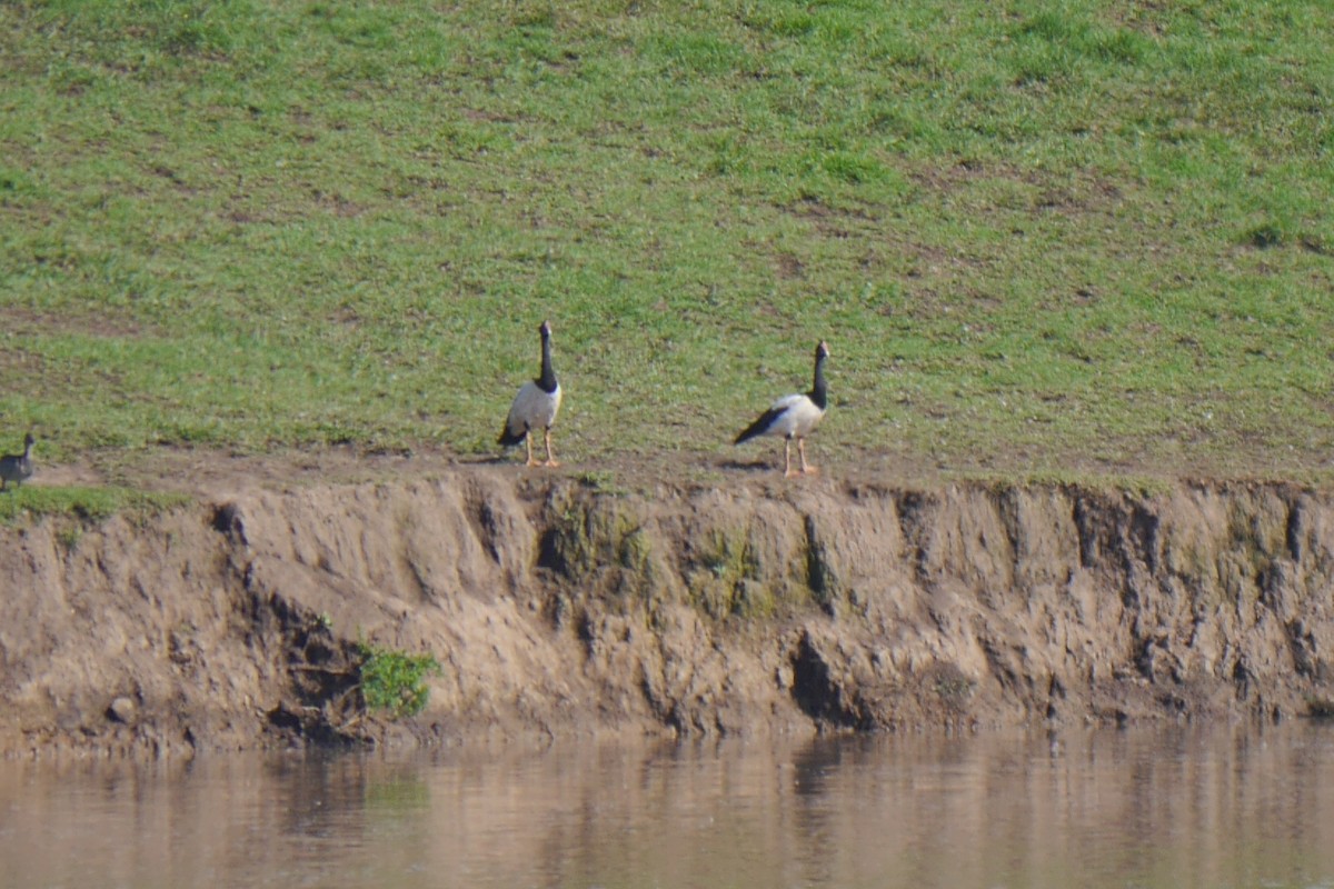 Magpie Goose - ML52500031