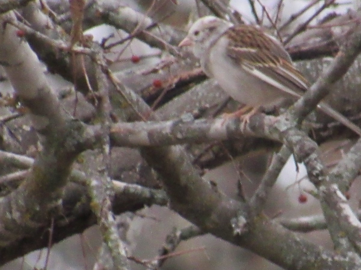 Chipping Sparrow - ML525001971