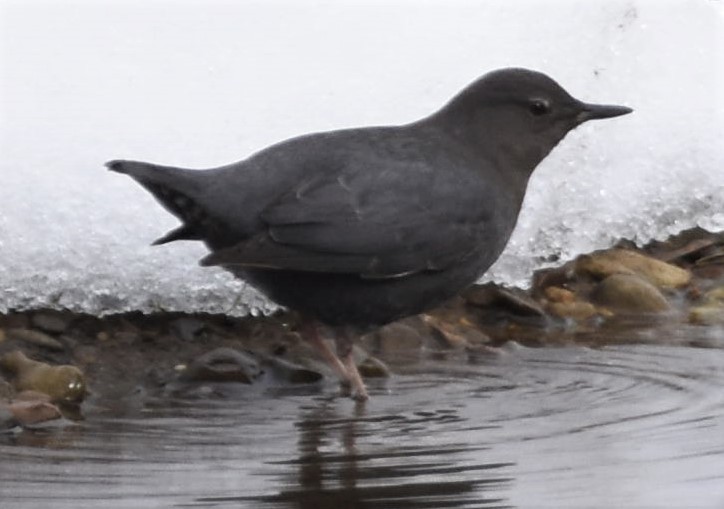 American Dipper - ML525002231