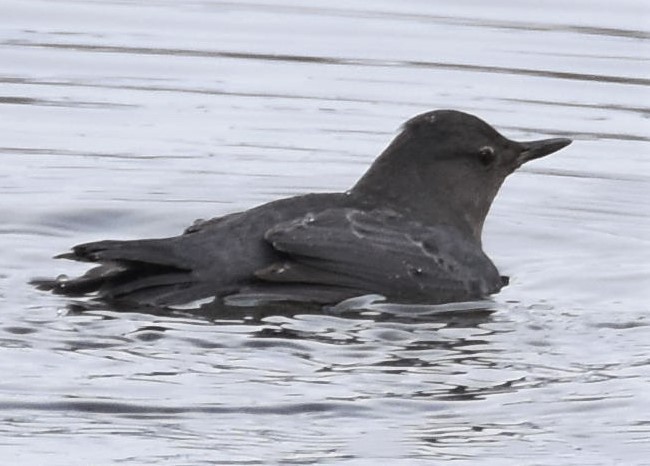 American Dipper - ML525002241