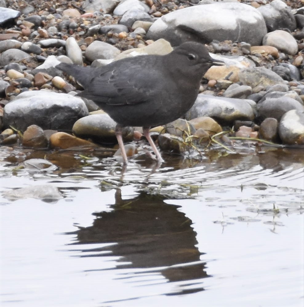 American Dipper - ML525002251