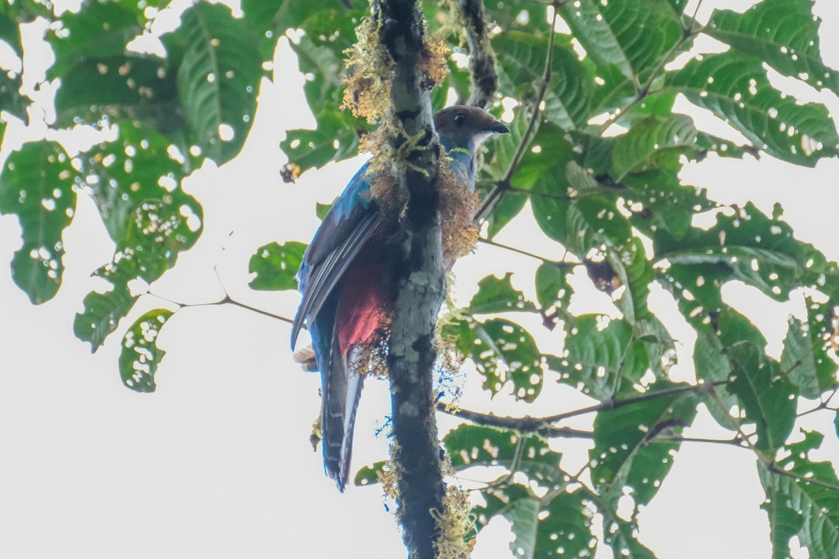 Crested Quetzal - ML525004301