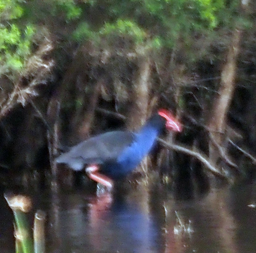 Australasian Swamphen - ML525005231