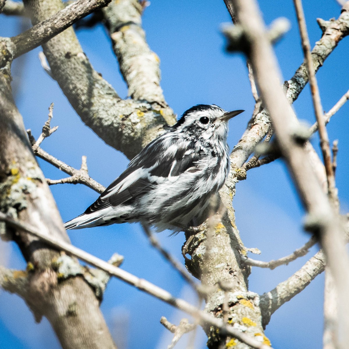 Black-and-white Warbler - ML525005491