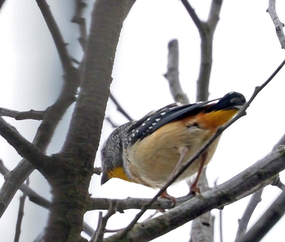 Spotted Pardalote - ML525005571