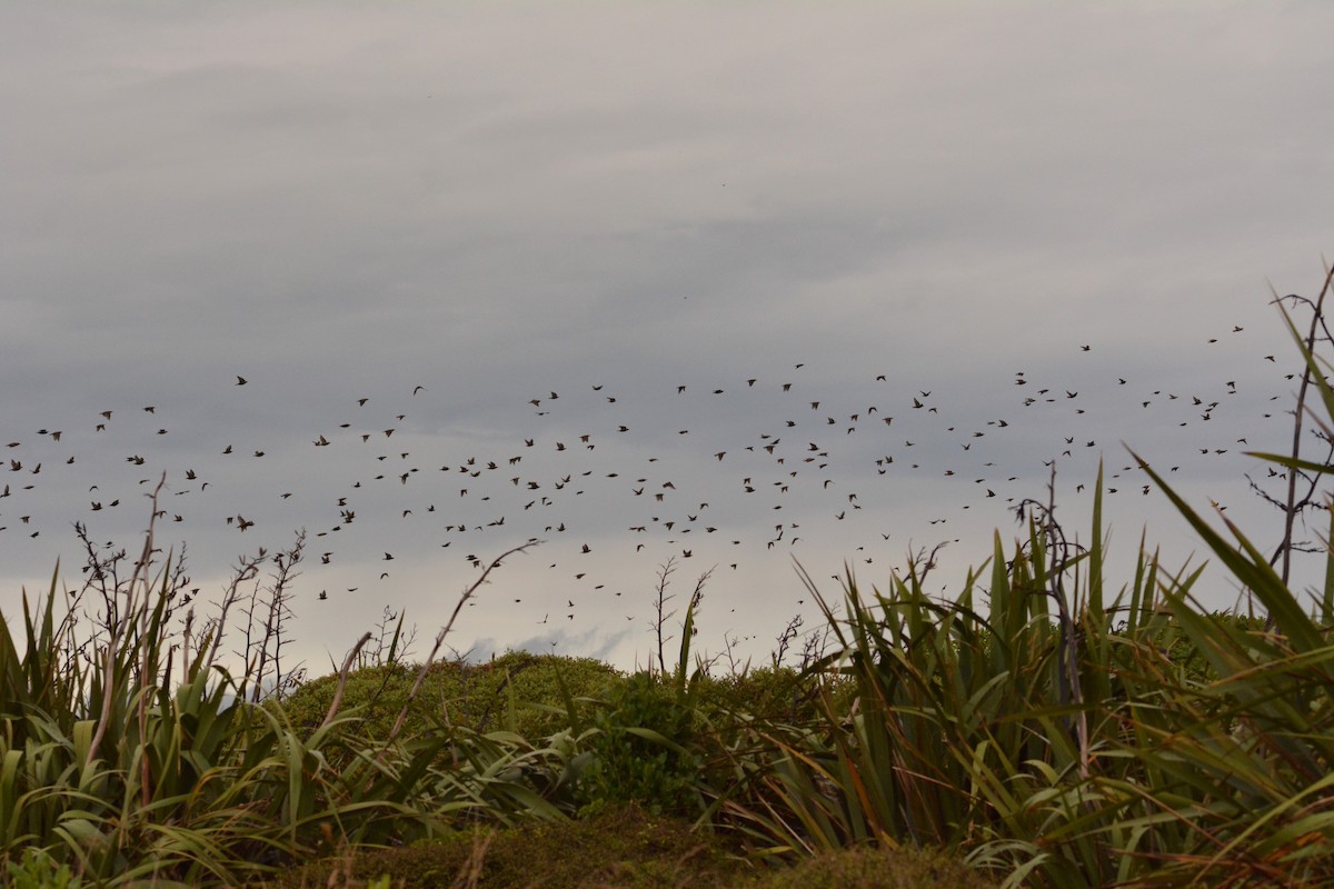 European Starling - ML52500561