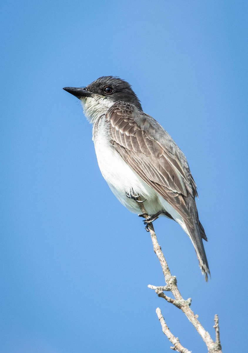 Eastern Kingbird - ML525005651