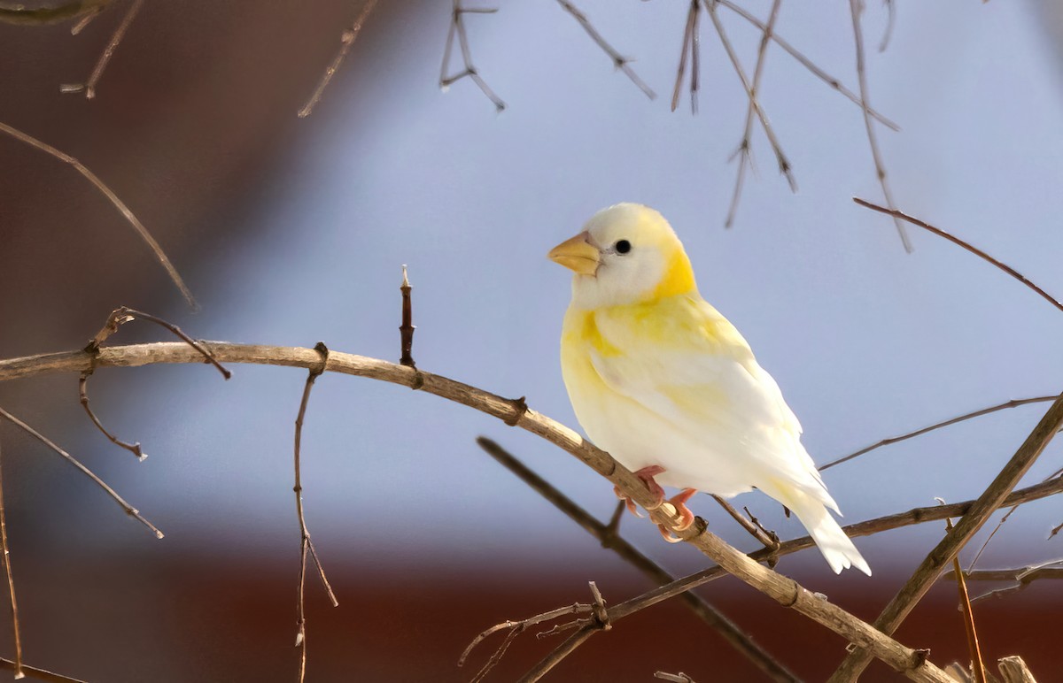 Evening Grosbeak (Eastern or type 3) - Jay McGowan