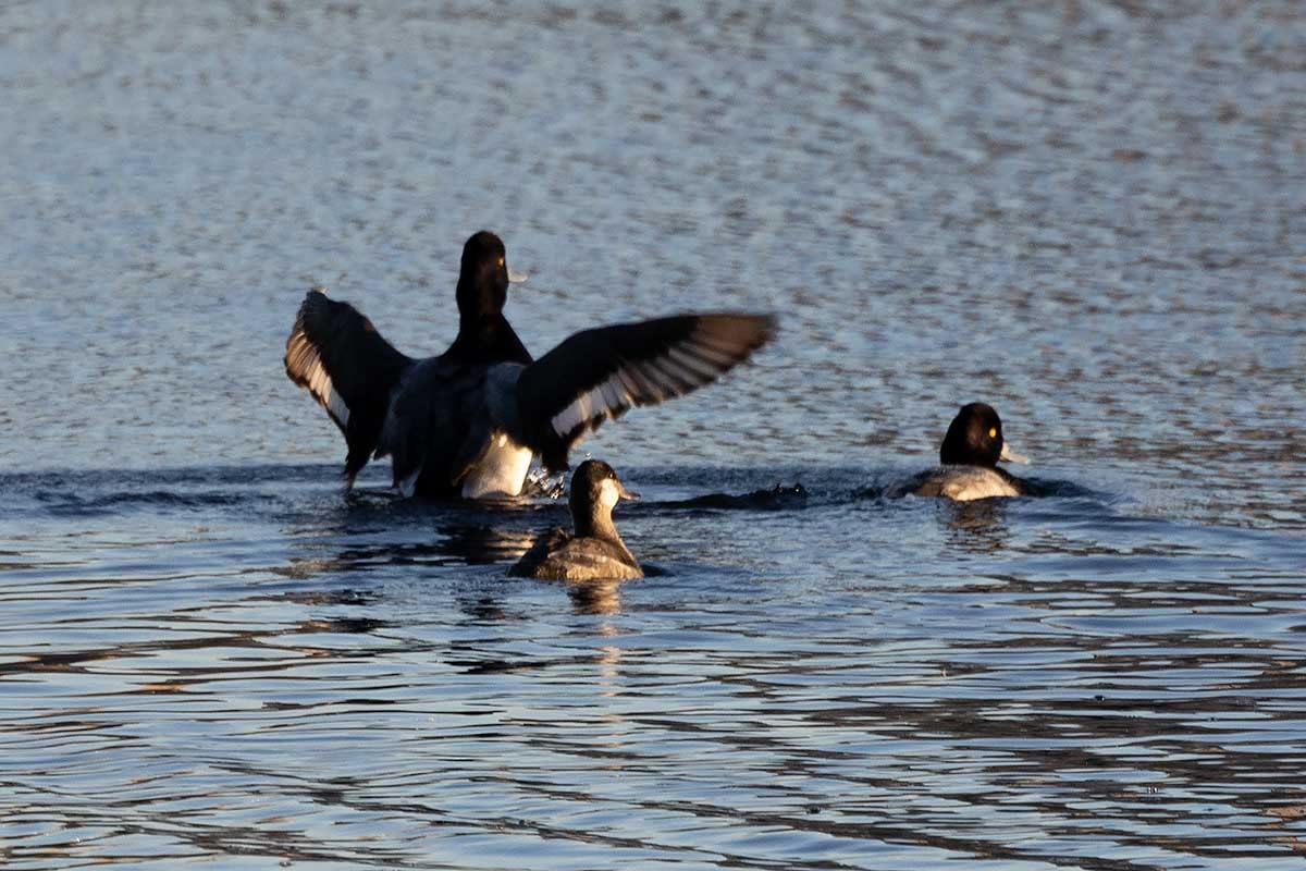 Lesser Scaup - ML525005771