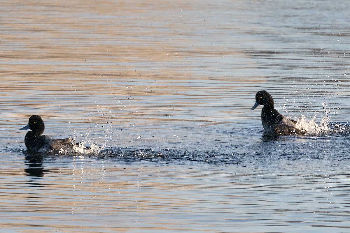 Lesser Scaup - ML525005781