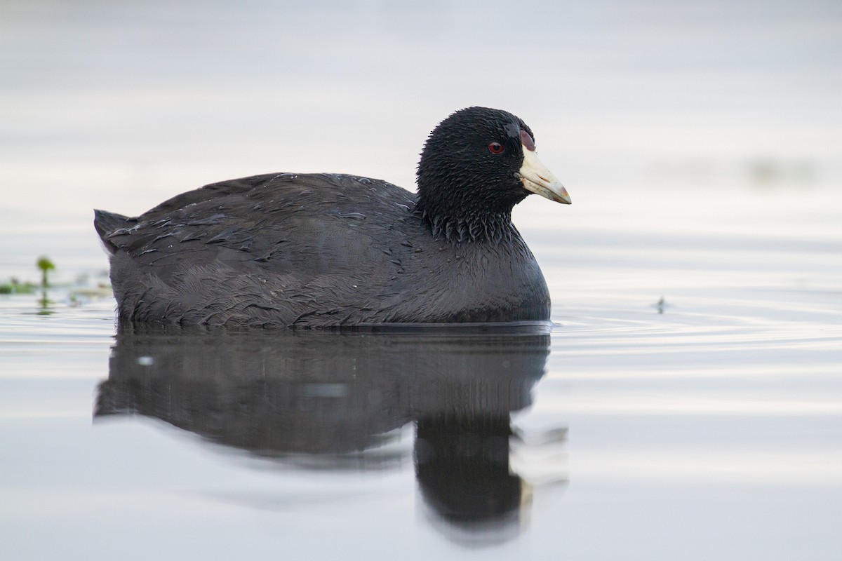 American Coot - ML525006051