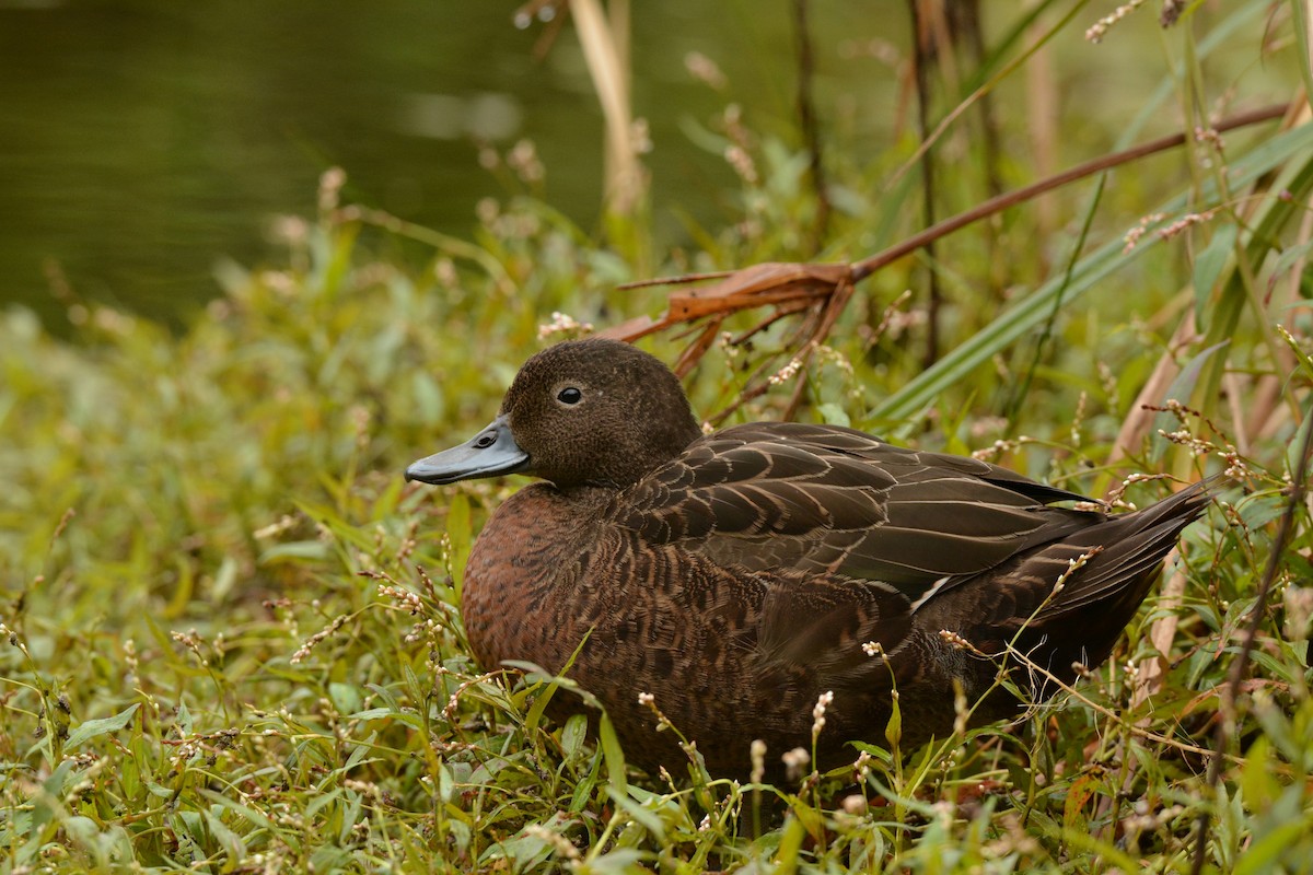 Brown Teal - Christopher Stephens