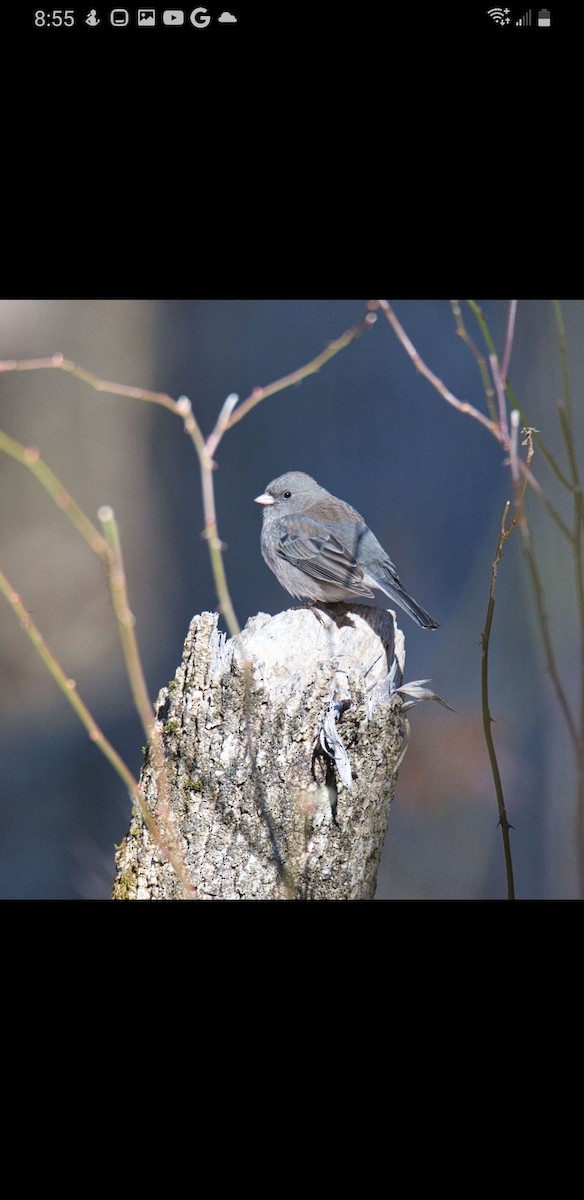 Dark-eyed Junco (Slate-colored) - ML525006851