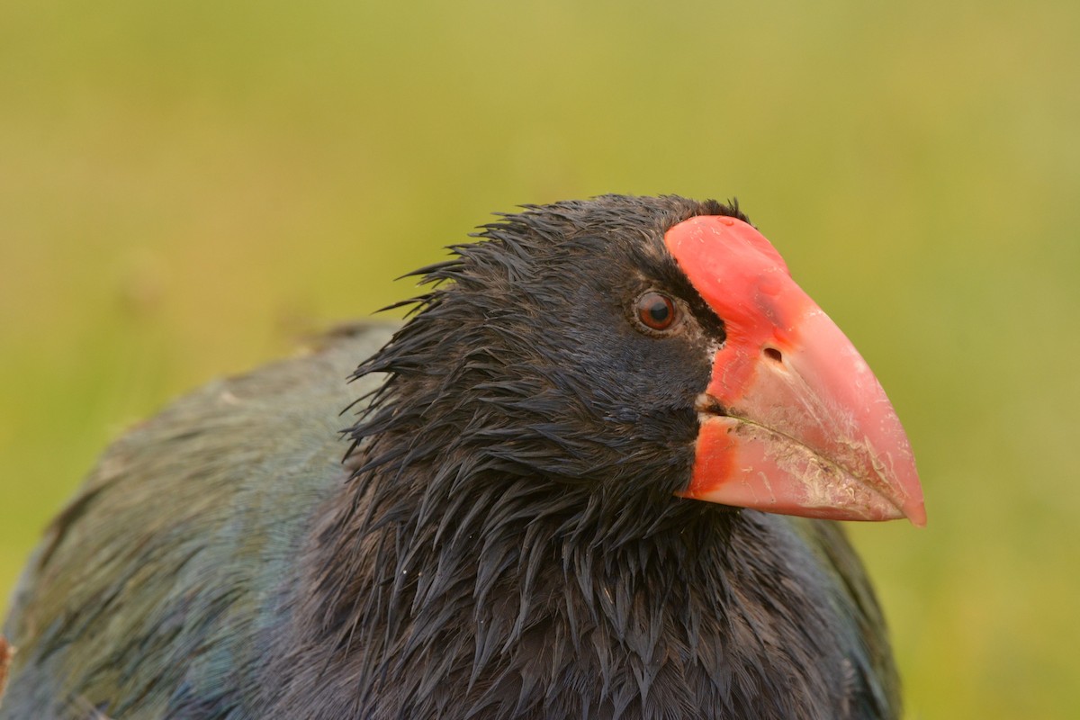 South Island Takahe - ML52500761