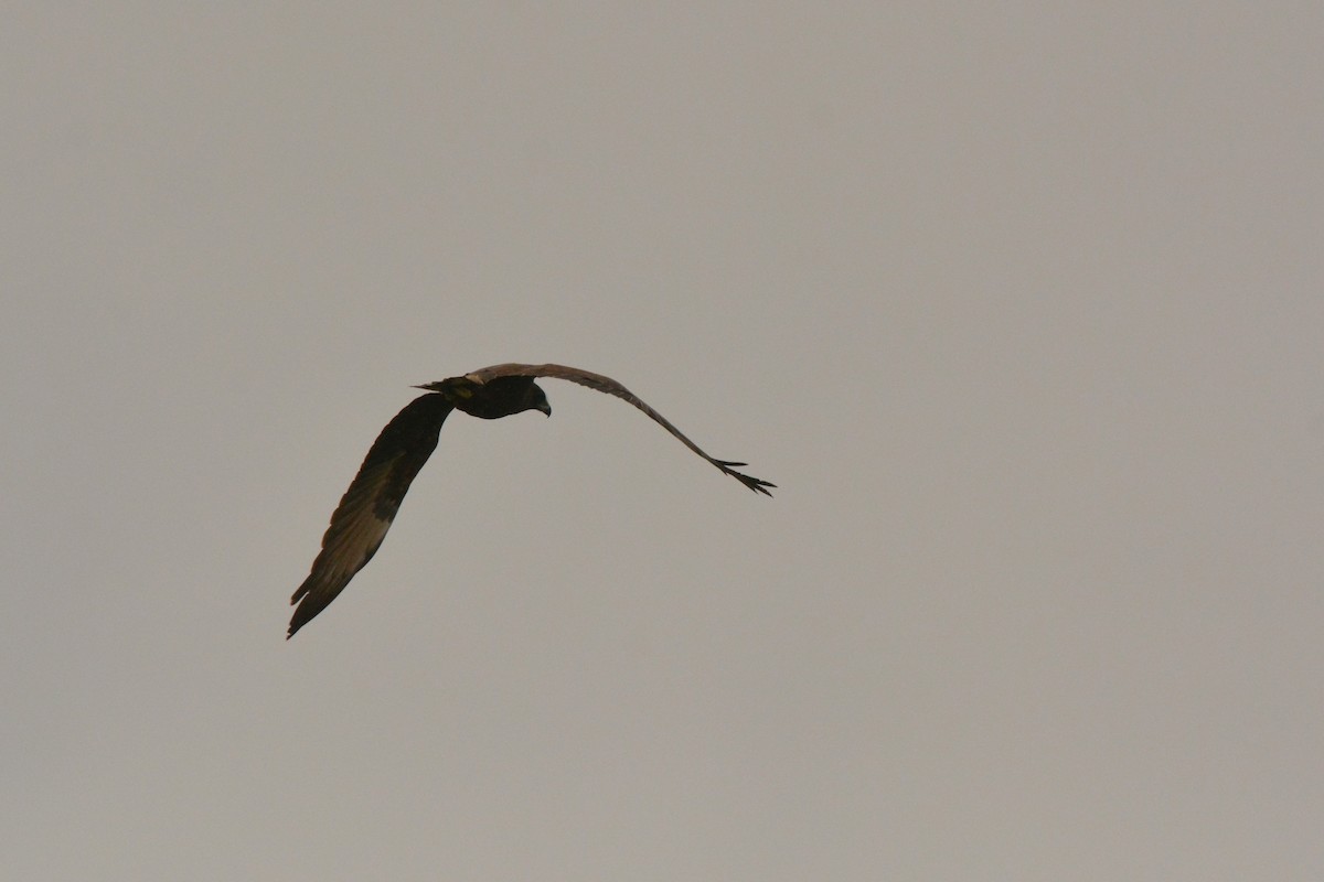 Swamp Harrier - ML52500781