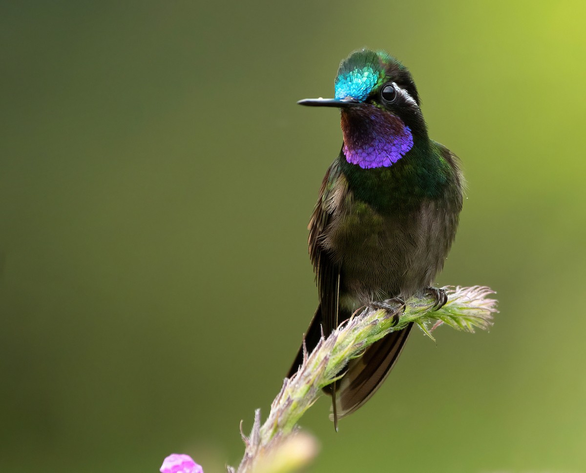 Purple-throated Mountain-gem - ML525007811