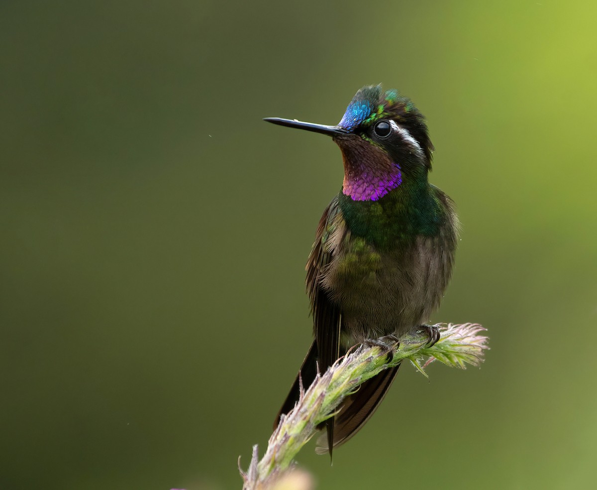 Purple-throated Mountain-gem - ML525007831