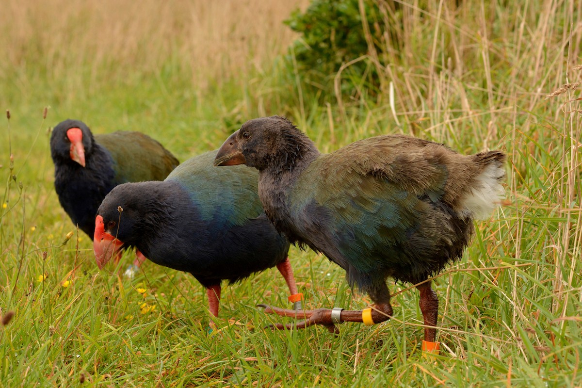 South Island Takahe - ML52500811