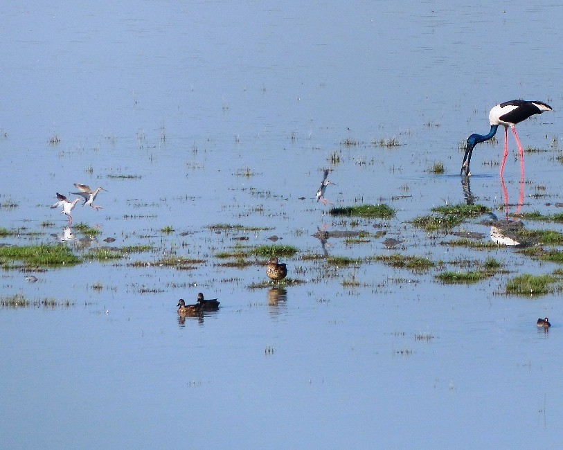 Spotted Redshank - ML52500821