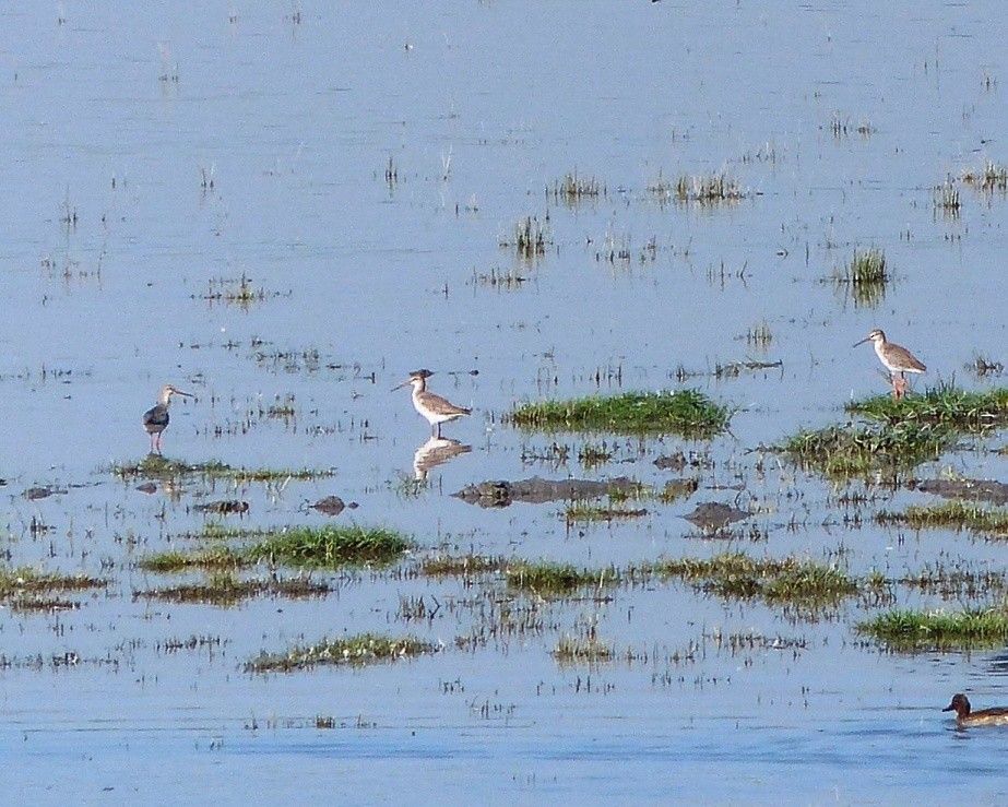 Spotted Redshank - ML52500831