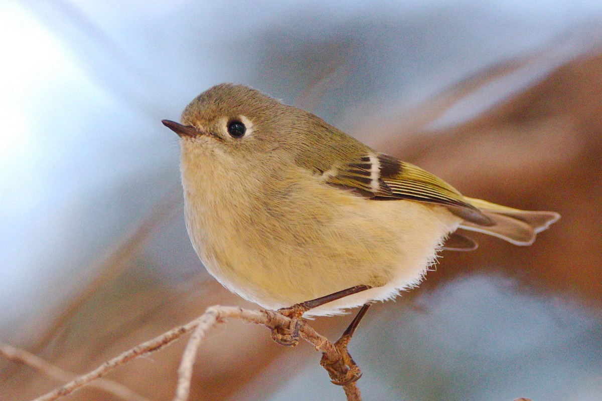 Ruby-crowned Kinglet - Quentin Nolan
