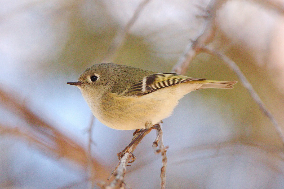 Ruby-crowned Kinglet - Quentin Nolan