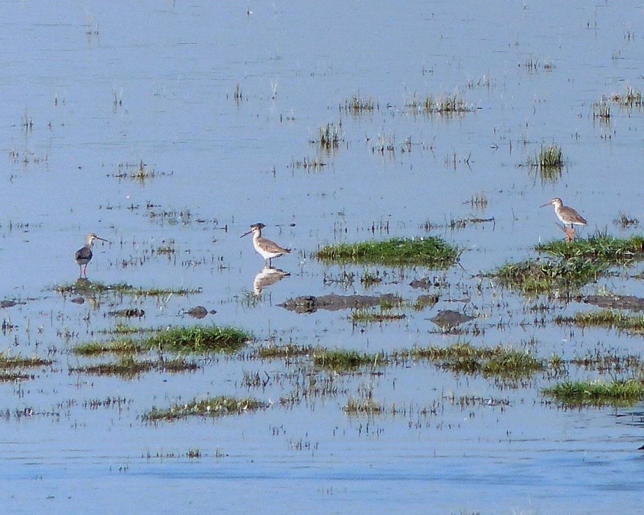 Spotted Redshank - ML52500841