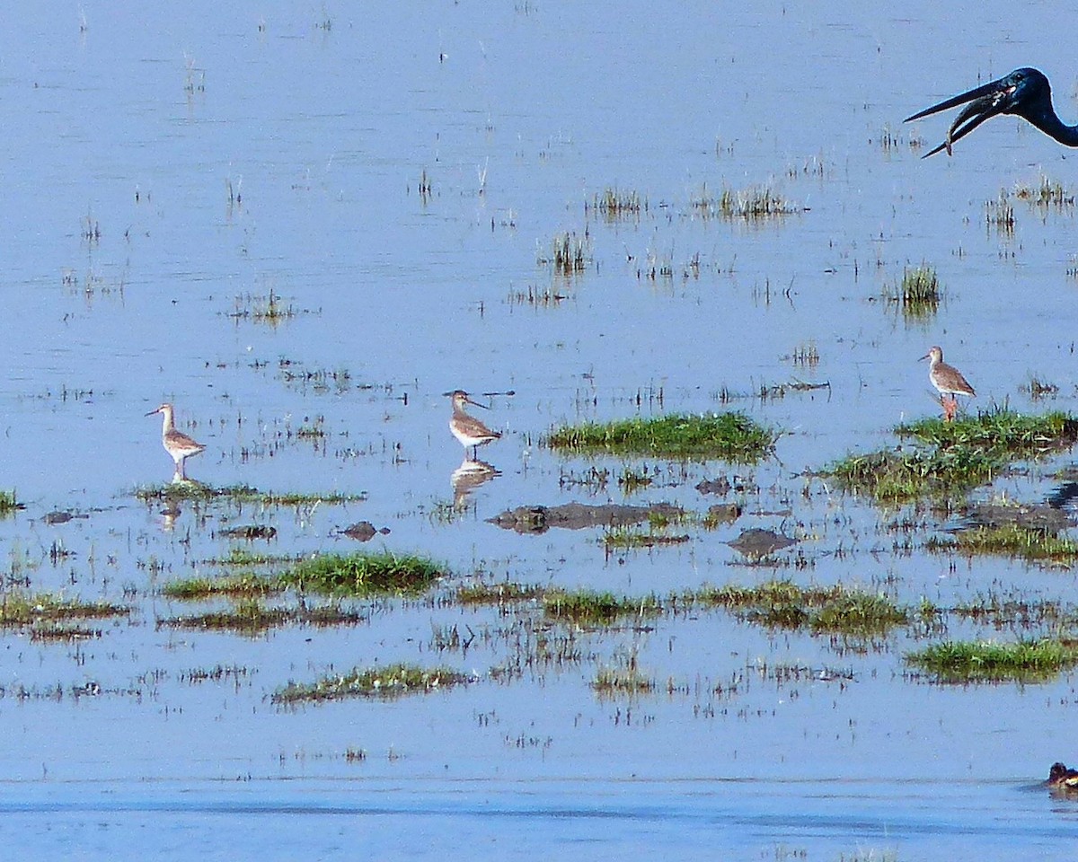 Spotted Redshank - ML52500851
