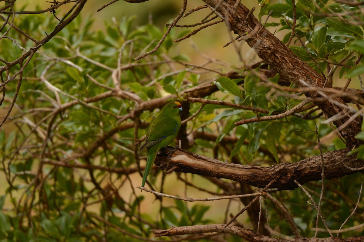 Yellow-crowned Parakeet - ML52500881