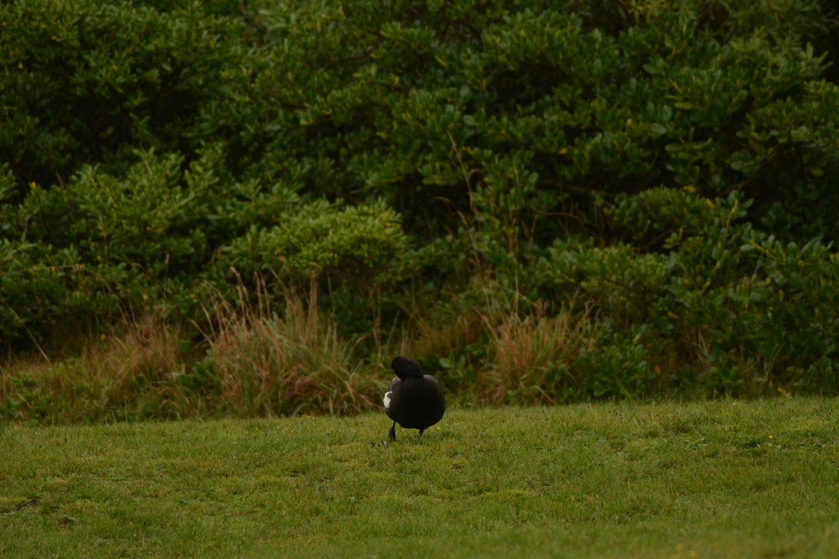 Paradise Shelduck - ML52500961