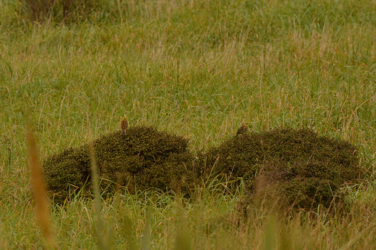 Yellowhammer - ML52501081