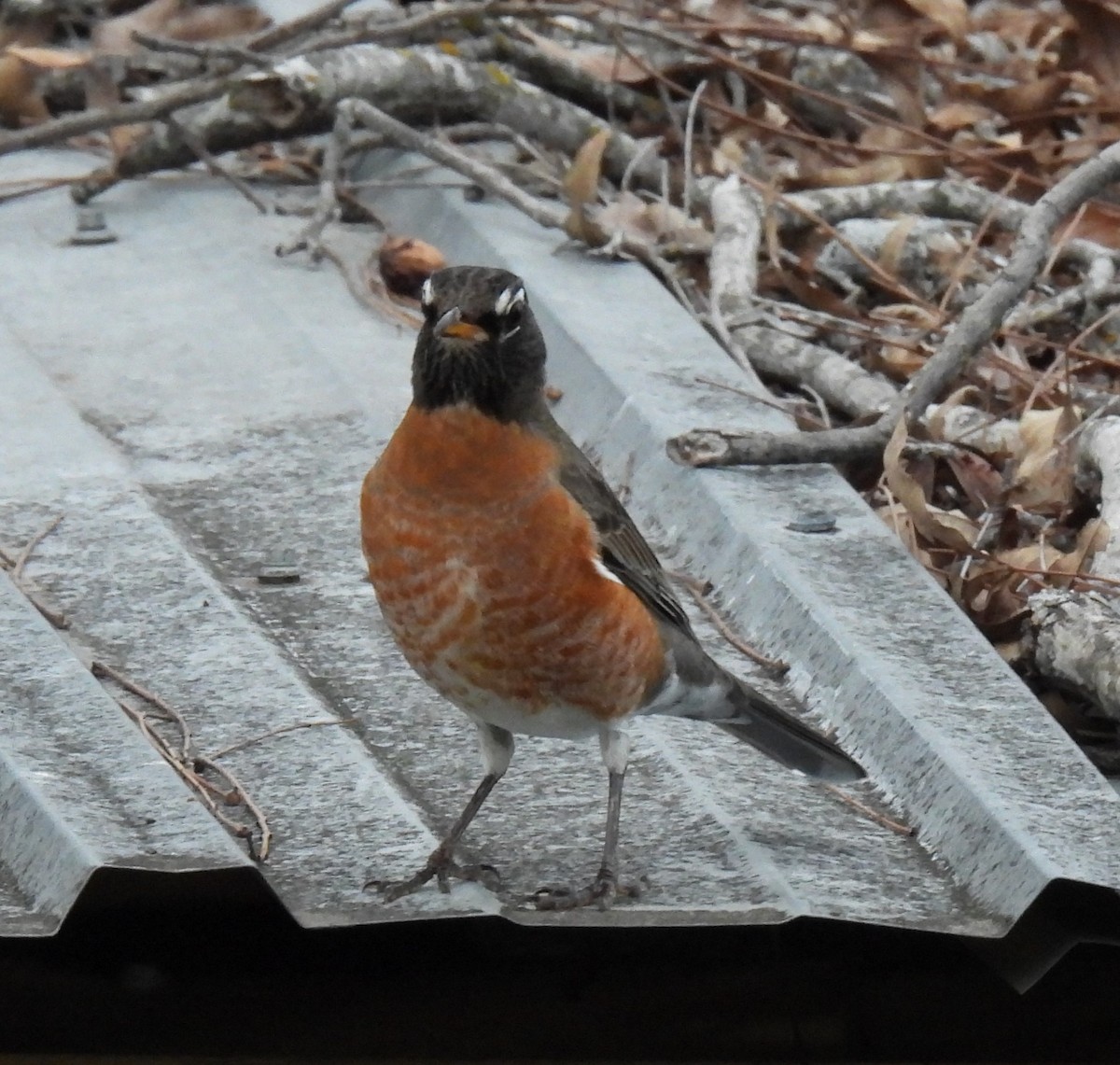 American Robin - ML525013551