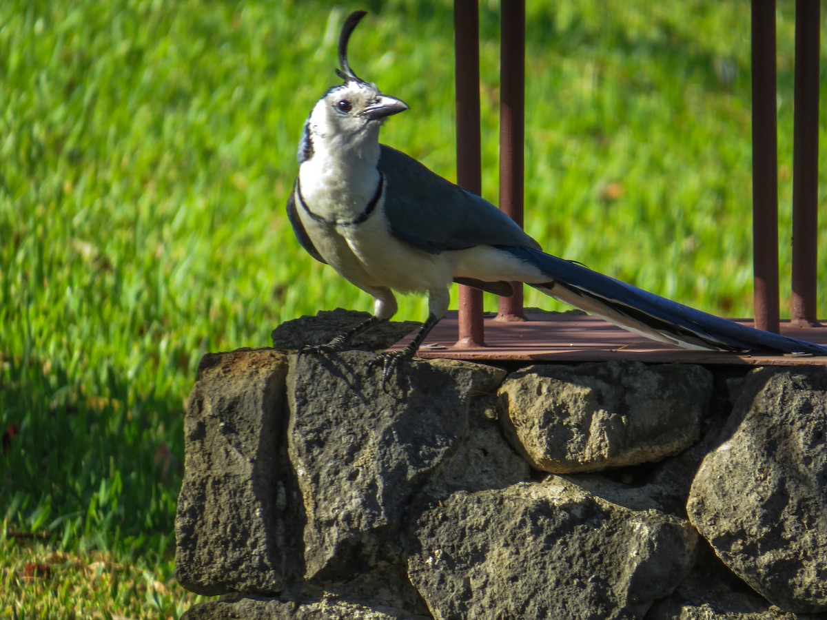 White-throated Magpie-Jay - ML525014811