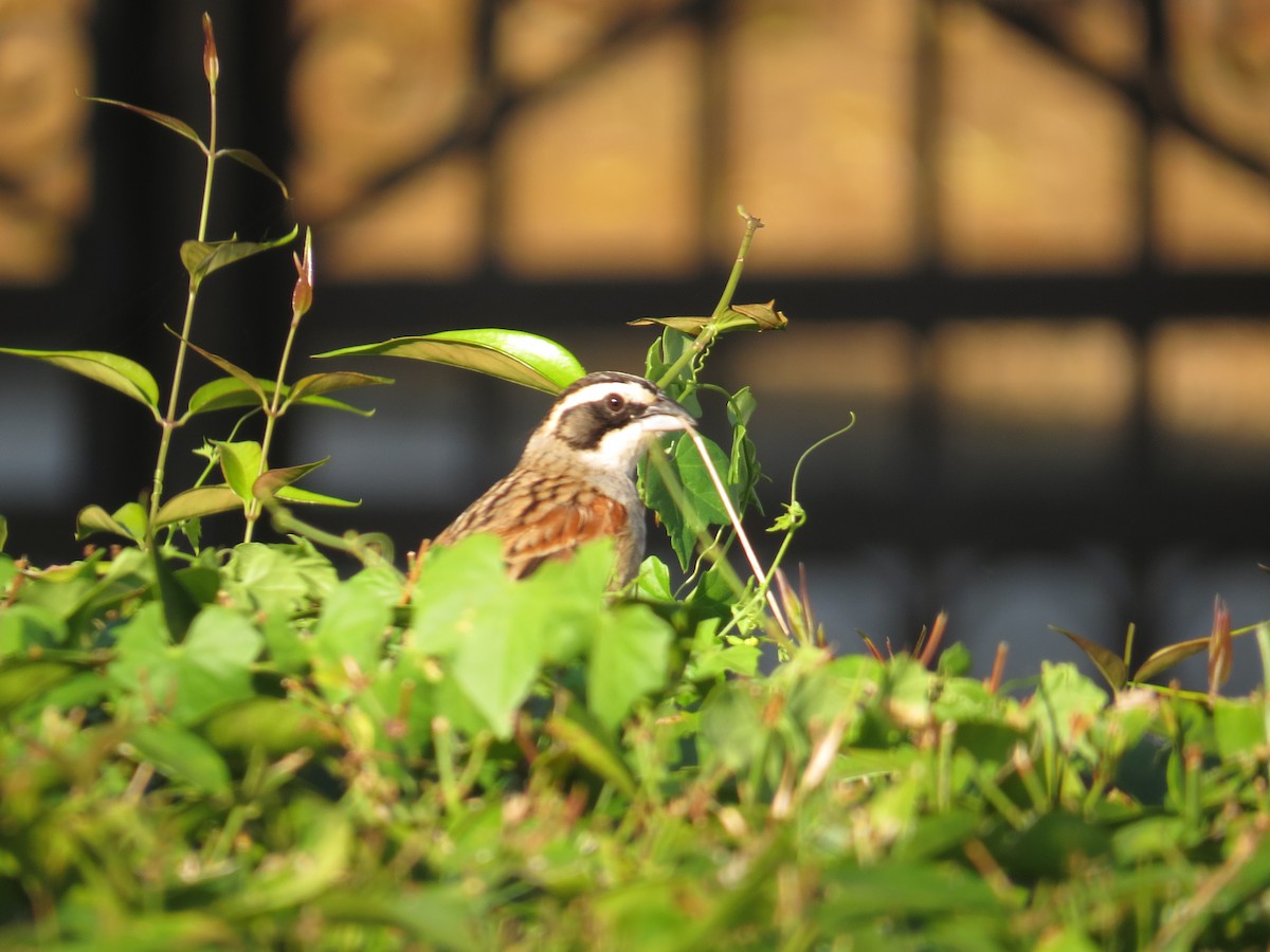 Stripe-headed Sparrow - Martin Powney