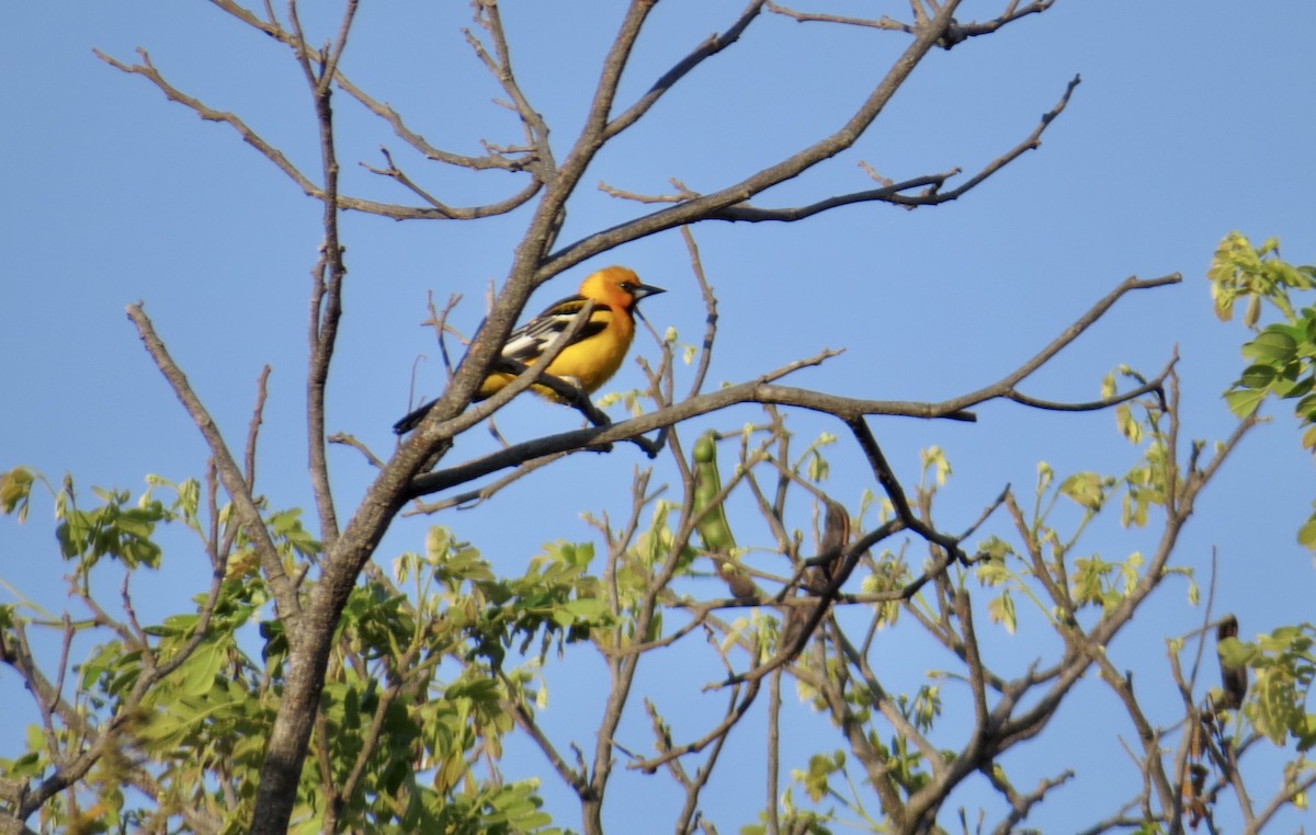 Oriole à dos rayé - ML525015141