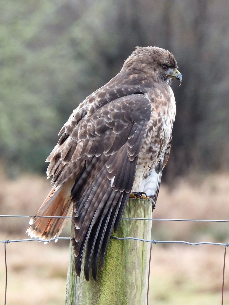 Red-tailed Hawk - ML525015291