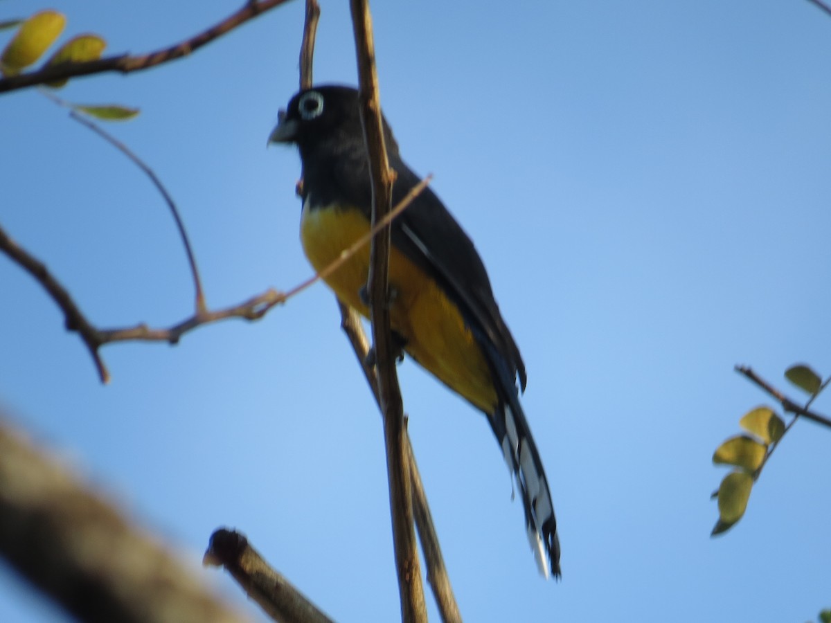 Trogon à tête noire - ML525015461