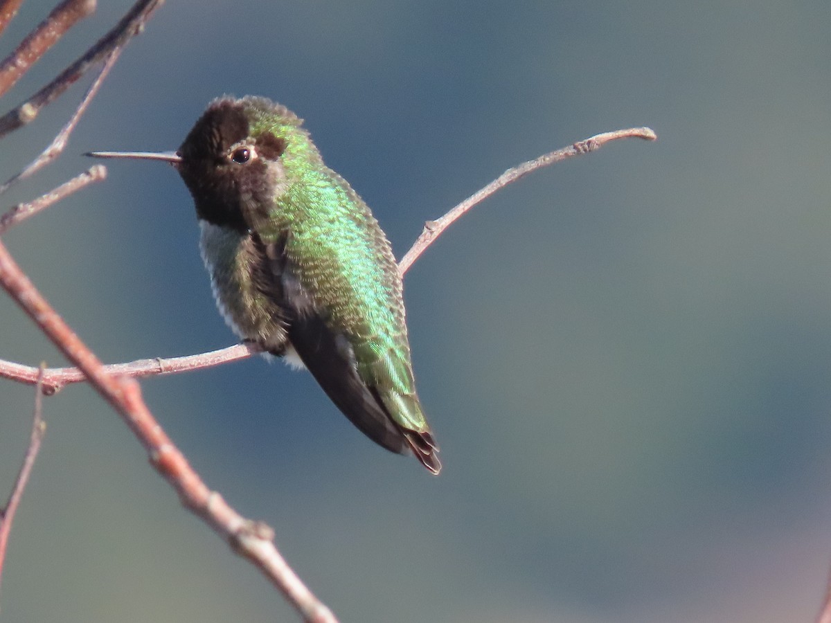 Anna's Hummingbird - Kathleen Williams