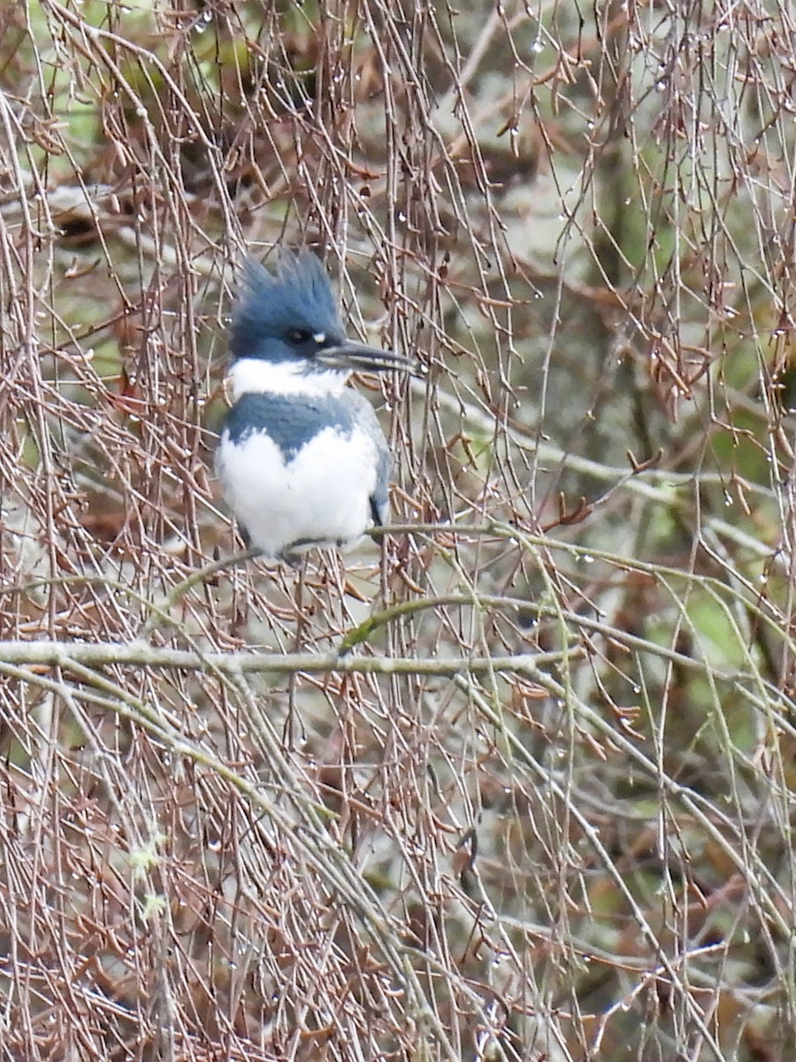 Belted Kingfisher - ML525015901