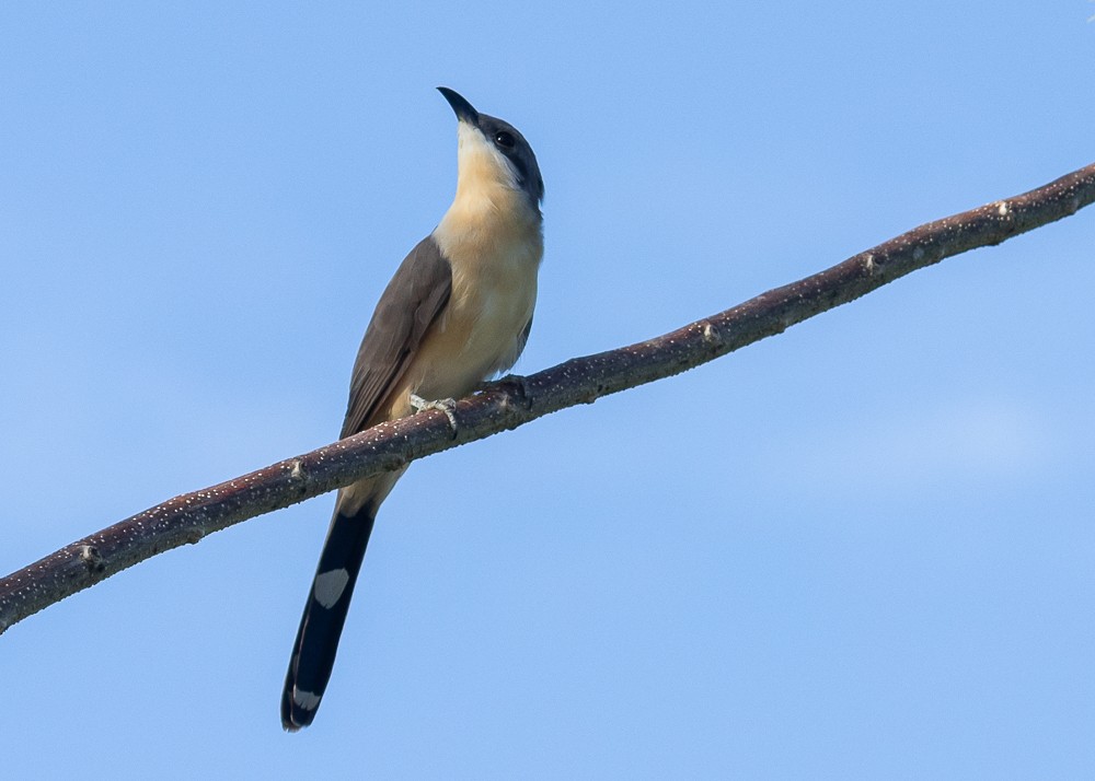 Dark-billed Cuckoo - ML525016361