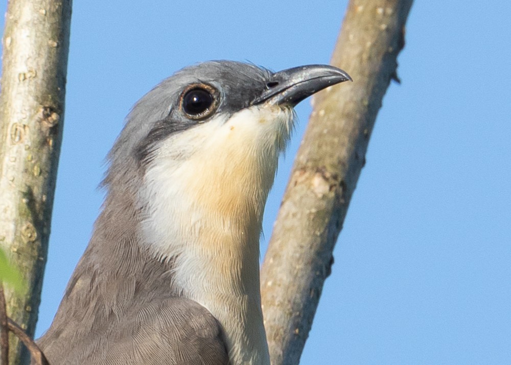 Dark-billed Cuckoo - ML525016371