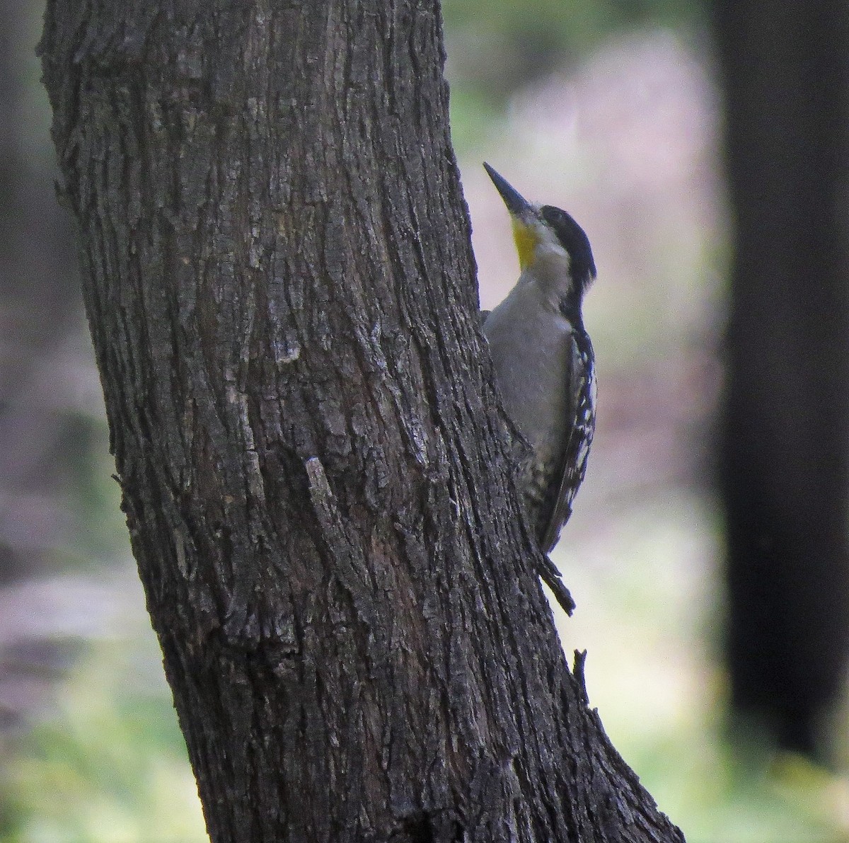 White-fronted Woodpecker - ML525016861