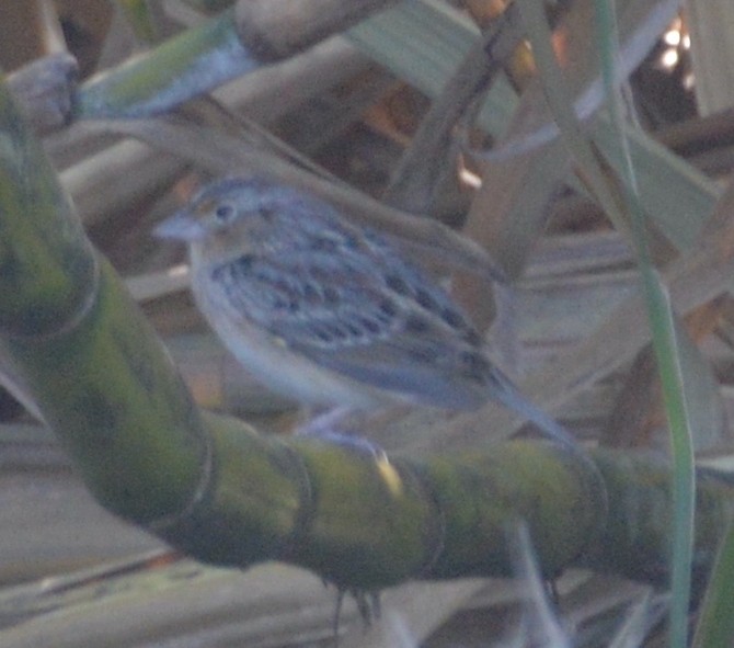 Grasshopper Sparrow - ML525019081